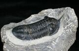 Bargain Morocconites Malladoides Trilobite #4101-3